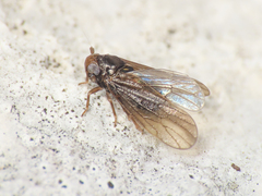 Delphacidae