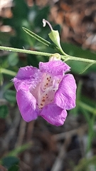 Agalinis fasciculata