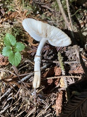 Lepiota atrodisca
