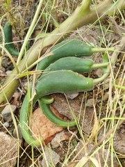 Proboscidea parviflora