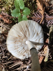 Lepiota atrodisca