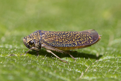 Cicadellinae