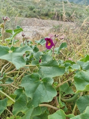 Proboscidea parviflora