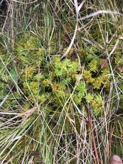 Sphagnum