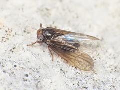Delphacidae