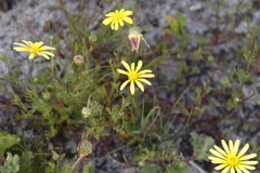 Ursinia paleacea