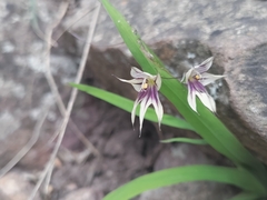 Melasphaerula graminea