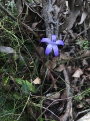 Cyanicula sericea