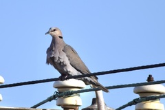 Streptopelia semitorquata