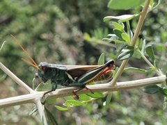Melanoplus thomasi