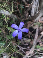 Cyanicula sericea