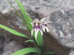 Melasphaerula graminea