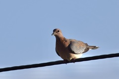 Streptopelia senegalensis senegalensis