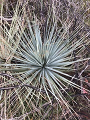 Dasylirion parryanum