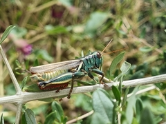 Melanoplus thomasi