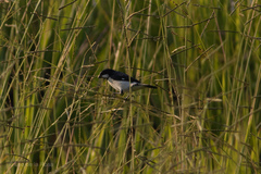 Sporophila
