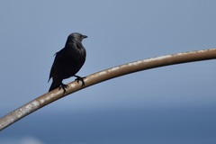 Onychognathus morio morio