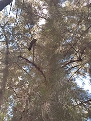 Melanotis caerulescens