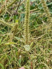 Amaranthus palmeri