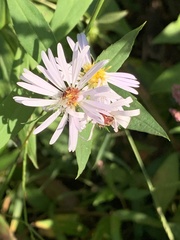 Symphyotrichum puniceum
