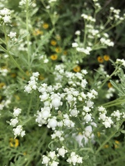 Parthenium