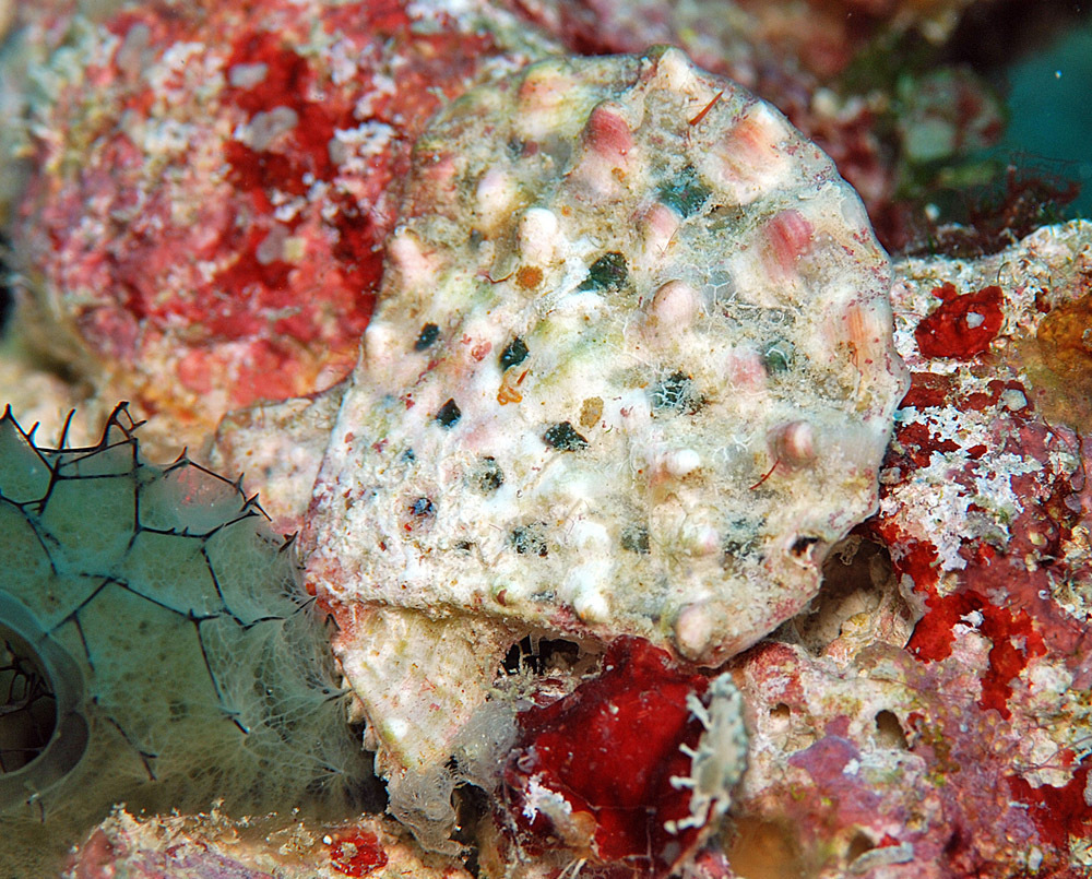 Mirapecten moluccensis