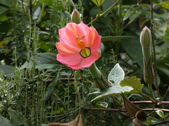 Passiflora mixta eriantha