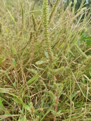 Amaranthus palmeri