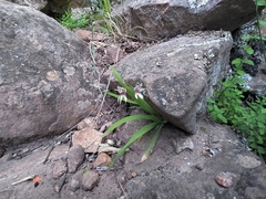 Melasphaerula graminea