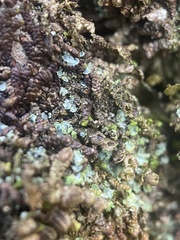 Frullania dilatata