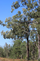 Corymbia nesophila