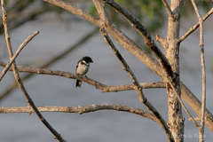 Sporophila