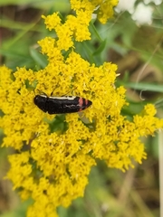 Acmaeodera flavomarginata