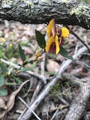Bossiaea