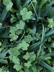 Hydrocotyle acutiloba
