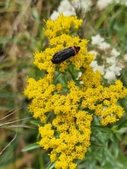 Acmaeodera flavomarginata
