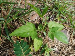 Rubus flagellaris