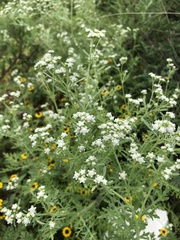 Parthenium