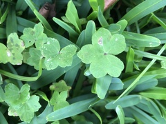 Hydrocotyle acutiloba