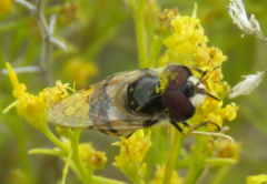 Copestylum marginatum