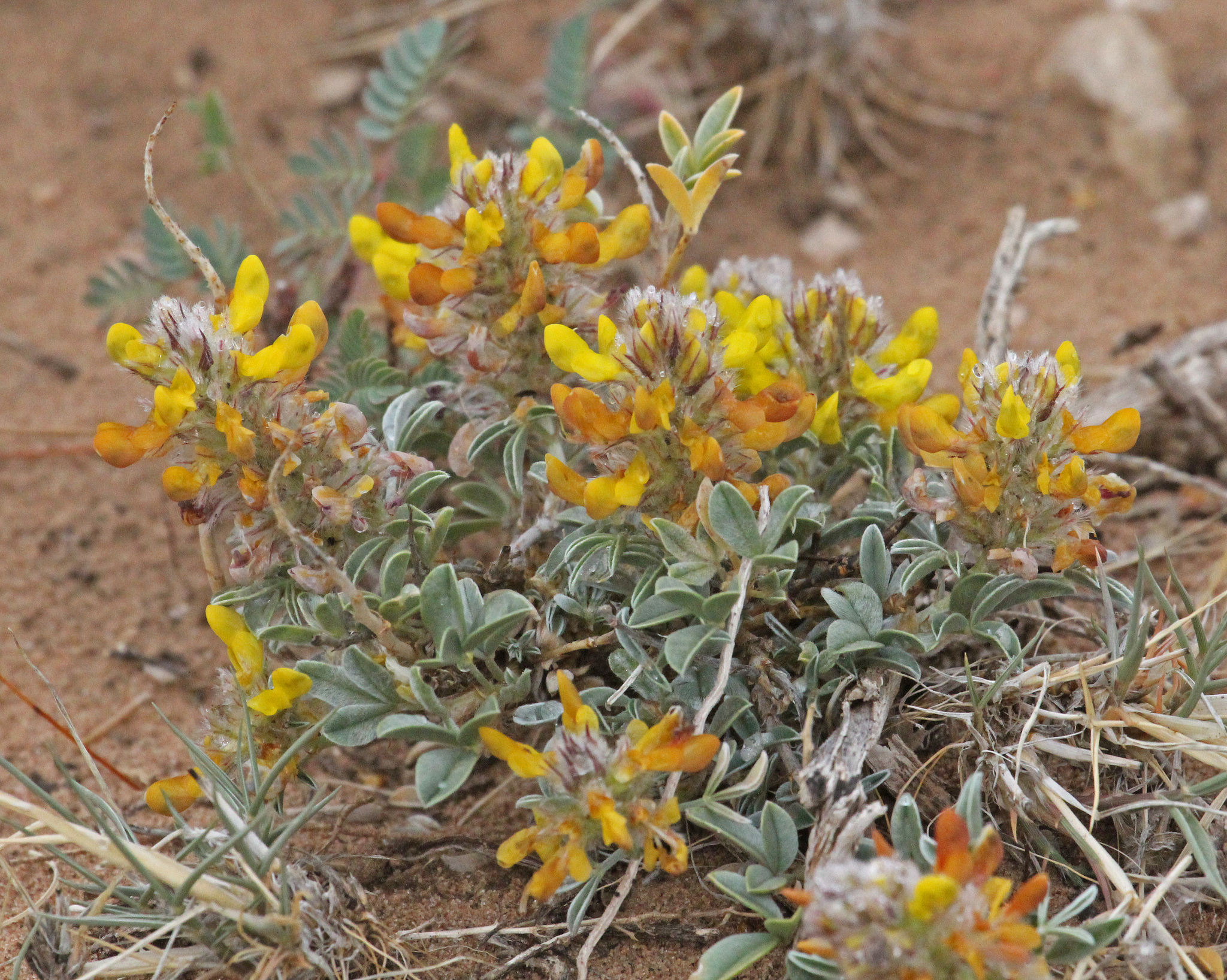 Dalea jamesii