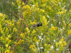 Copestylum marginatum