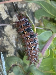 Ormiscodes cinnamomea