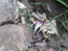 Melasphaerula graminea