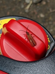 Dictyoptera simplicipes