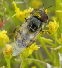 Copestylum marginatum