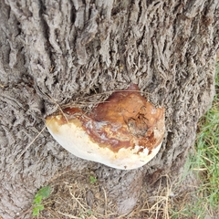 Ganoderma polychromum