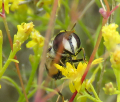 Copestylum marginatum