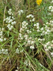 Parthenium bipinnatifidum