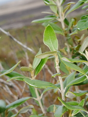 Olearia traversiorum